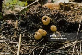 Attēlu rezultāti vaicājumam “Peziza vesiculosa”