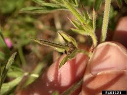 Attēlu rezultāti vaicājumam “Geranium dissectum fruit”