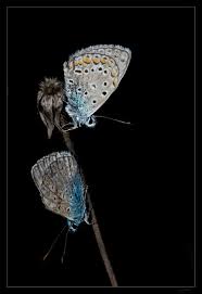 Attēlu rezultāti vaicājumam “Vacciniina optilete”