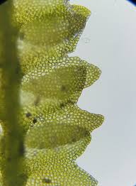 Attēlu rezultāti vaicājumam “Gymnocolea inflata”