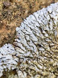 Attēlu rezultāti vaicājumam “Physconia detersa”