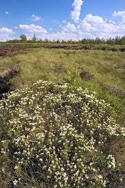 Attēlu rezultāti vaicājumam “Ledum palustre flower”