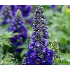 Image result for Rittersporn