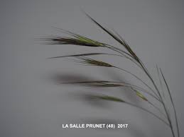 Attēlu rezultāti vaicājumam “Anisantha tectorum fruit”