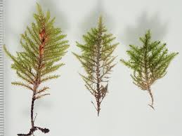 Attēlu rezultāti vaicājumam “Abietinella abietina var. hystricosa”