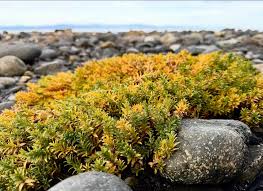 Attēlu rezultāti vaicājumam “Glaux maritima flower”