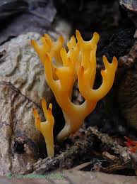 Attēlu rezultāti vaicājumam “Ramariopsis crocea”