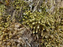 Attēlu rezultāti vaicājumam “Scapania”