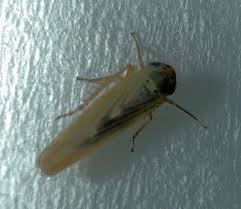 Attēlu rezultāti vaicājumam “Macrosteles sp.”