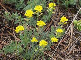 Attēlu rezultāti vaicājumam “Alyssum gmelinii”