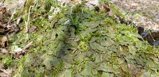 Attēlu rezultāti vaicājumam “Conocephalum salebrosum”