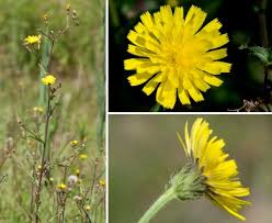 Attēlu rezultāti vaicājumam “Picris hieracioides”
