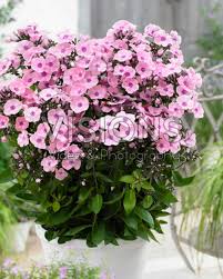 Image result for Phlox paniculata `Sweet Summer`
