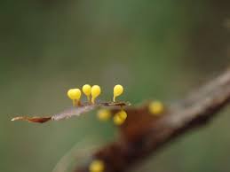 Attēlu rezultāti vaicājumam “Craterium aureum”