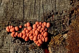 Attēlu rezultāti vaicājumam “Lycogala cf. oleocrystalliferum sessile”