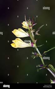 Attēlu rezultāti vaicājumam “Melampyrum pratense leaf”