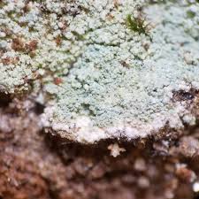 Attēlu rezultāti vaicājumam “Lepraria”