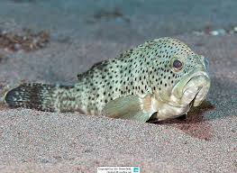 Image result for Epinephelus andersoni