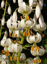 Image result for Lilium martagon Alba