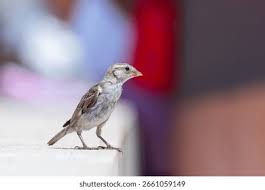Attēlu rezultāti vaicājumam “Passer domesticus juvenile”