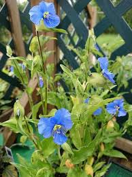 Attēlu rezultāti vaicājumam “Commelina coelestis”