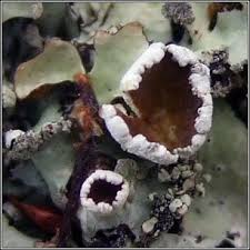 Attēlu rezultāti vaicājumam “Hypotrachyna sp.”