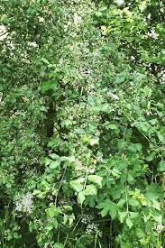 Attēlu rezultāti vaicājumam “Yponomeuta malinellus / cagnagella imago”