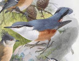 Attēlu rezultāti vaicājumam “Sitta europaea male”