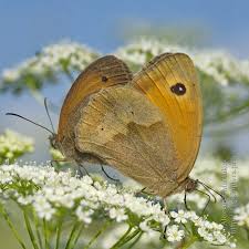 Attēlu rezultāti vaicājumam “Maniola jurtina male”
