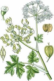 Attēlu rezultāti vaicājumam “Heracleum sphondylium subsp. sibiricum”