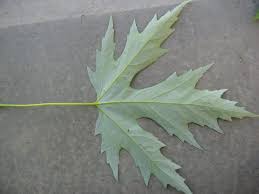 Attēlu rezultāti vaicājumam “Acer saccharinum leaf”