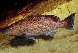 Image result for Mycteroperca phenax