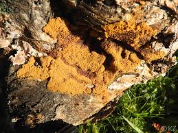 Attēlu rezultāti vaicājumam “Trichia varia spores”