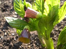 Attēlu rezultāti vaicājumam “Scopolia carniolica”