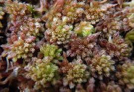 Attēlu rezultāti vaicājumam “Leiocolea rutheana sporophyte”