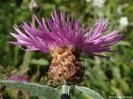 Attēlu rezultāti vaicājumam “Centaurea jacea fruit”
