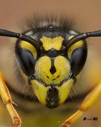 Attēlu rezultāti vaicājumam “Stemonitopsis typhina stalked”