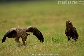 Attēlu rezultāti vaicājumam “Aquila pomarina”