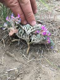 Attēlu rezultāti vaicājumam “Astragalus arenarius flower”
