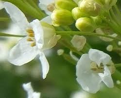 Attēlu rezultāti vaicājumam “Armoracia rusticana bud”