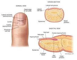 Image result for lunula nail