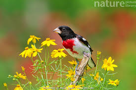 Image result for Pheucticus ludovicianus