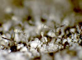 Attēlu rezultāti vaicājumam “Chaenotheca chlorella”