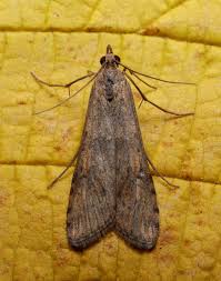 Attēlu rezultāti vaicājumam “Nomophila noctuella”