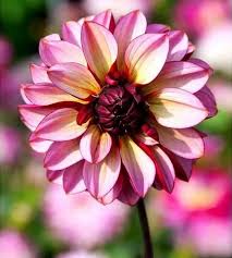 Image result for Dahlia Darkarin`