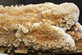 Attēlu rezultāti vaicājumam “Hyphodontia barba-jovis”