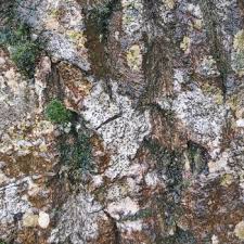 Attēlu rezultāti vaicājumam “Acrocordia gemmata”