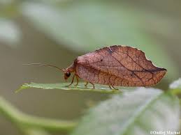 Attēlu rezultāti vaicājumam “Drepanepteryx phalaenoides”