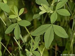 Attēlu rezultāti vaicājumam “Trifolium aureum leaf”