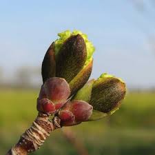 Attēlu rezultāti vaicājumam “Acer platanoides bud”